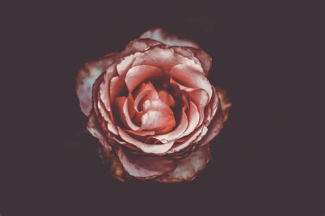jostas roze bildes